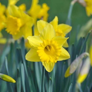 Mega-Pack Nárcisz Osterglocken 17 db virághagyma (KP)