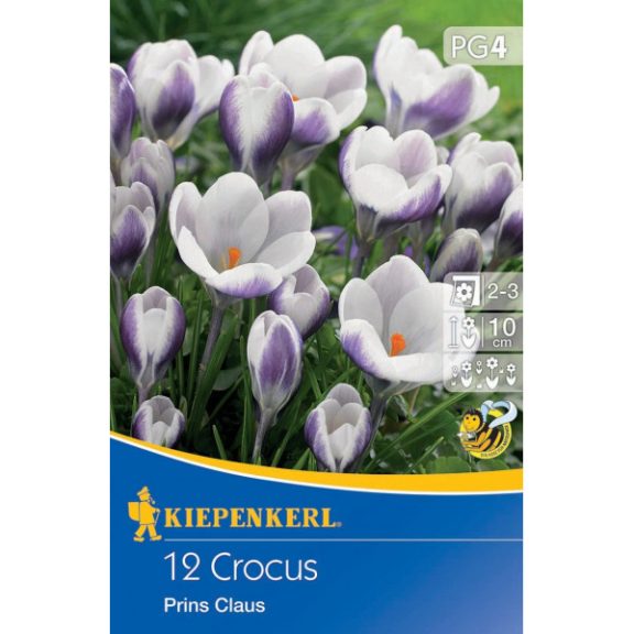 Botanikai krókusz Prins Claus 12 db virághagyma (KP)