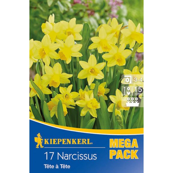 Mega-Pack Botanikai nárcisz Tete a Tete 17 db virághagyma (KP)