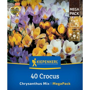   Mega-Pack Botanikai krókusz színkeverék -40 db virághagyma (KP)