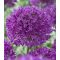 Mega-Pack Allium Purple Sensation 15 db virághagyma (KP)
