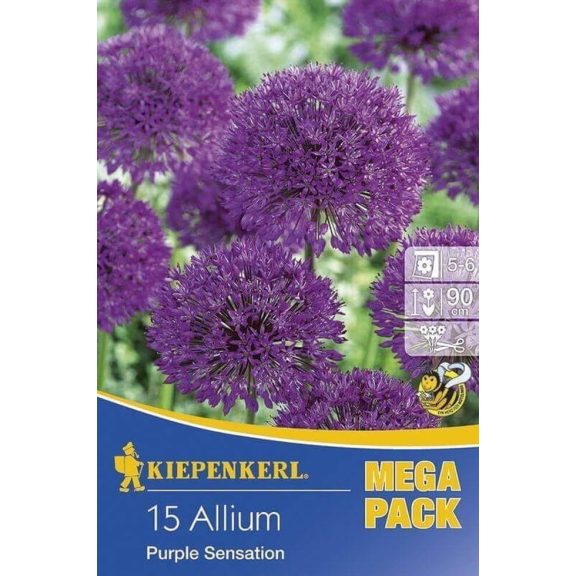 Mega-Pack Allium Purple Sensation 15 db virághagyma (KP)