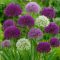 Mega-Pack Allium Giant Flower nagyvirágú keverék 4 db virághagyma (KP)