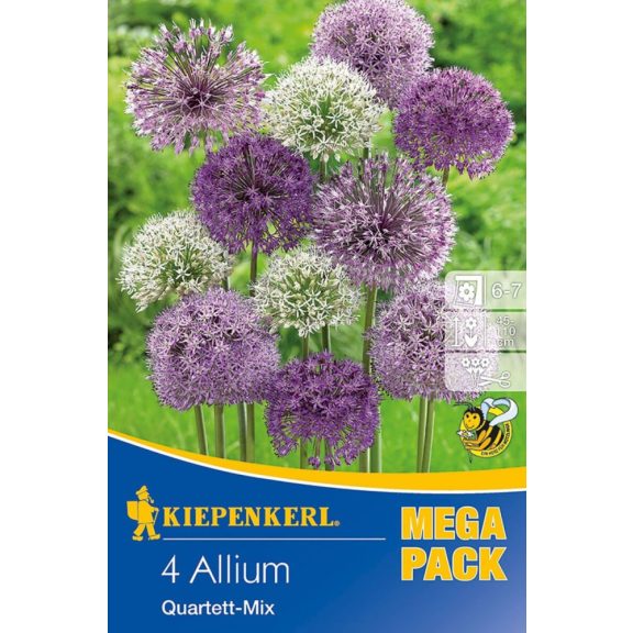 Mega-Pack Allium Giant Flower nagyvirágú keverék 4 db virághagyma (KP)