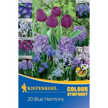   Colour Symphony 'Blue Harmony'(jácint-tulipán-krókusz-Scilla-Chinodoxa, lila) (KP)