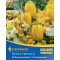 "Colour Symphony 'Sunny Bloom' (nárcisz-jácint-tulipán-krókusz, sárga)" 28 db virághagyma (KP)