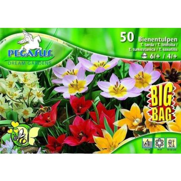   Pegasus Méhlegelő tulipán keverék BIG BAG 50 db virághagyma(KP)