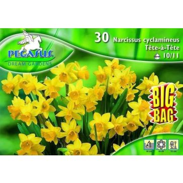   Pegasus Botanikai nárcisz Tete a Tete BIG BAG  30 db virághagyma (KP)