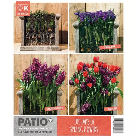 Emeletes lasagne virághagyma csomag - piros-lila (40 db - 100 nap virágzás)