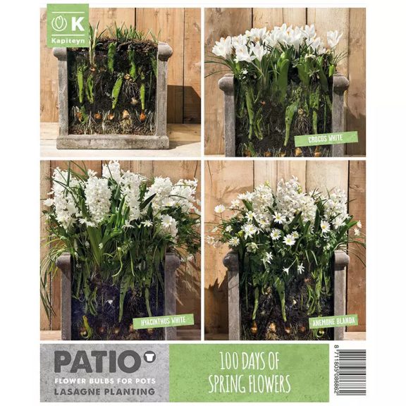 Emeletes lasagne virághagyma csomag - fehér (30 db - 100 nap virágzás)