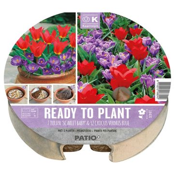   Tulipán & krókusz - ültetésre kész virághagyma csomag plant-o-mat tálca Ø 24 cm - (19 db virághagyma)