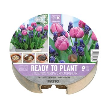   Tulipán & muscari - ültetésre kész virághagyma csomag plant-o-mat tálca Ø 24 cm - (19 db virághagyma)