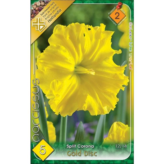 Narcissus Split Corona Gold Disc / Nárcisz Gold Disc 5 db (LA)
