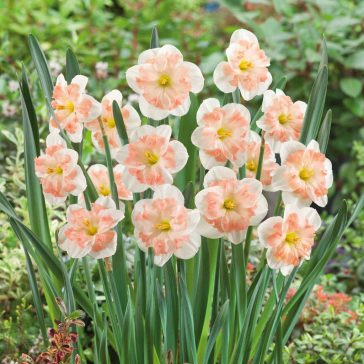   Narcissus Split Corona Pink Wonder / Nárcisz Pink Wonder 5 db (LA)