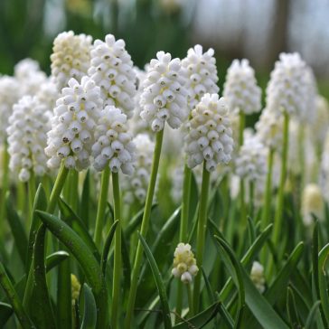 Muscari White magic / White magic gyöngyike 10 db (LA)