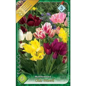   Tulipa Club mixed / Club csokros tulipán színkeverék 6 db (LA)