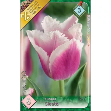   Tulipa Fringed Siesta / Siesta rojtos szirmú tulipán 8 db (LA)