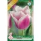 Tulipa Fringed Siesta / Siesta rojtos szirmú tulipán 8 db (LA)