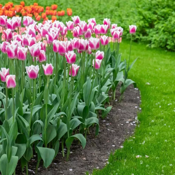 Tulipa Fringed Siesta / Siesta rojtos szirmú tulipán 8 db (LA)