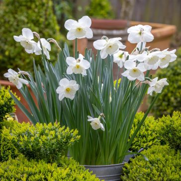   Narcissus Large Cupped Frosty Snow / Nárcisz Frosty snow 5 db (LA)