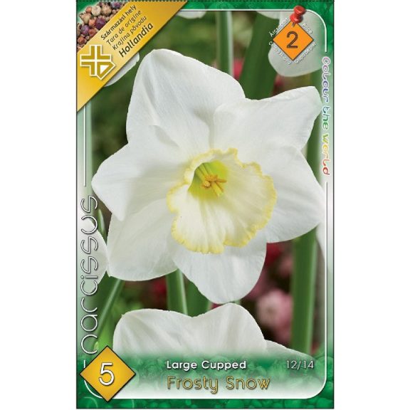 Narcissus Large Cupped Frosty Snow / Nárcisz Frosty snow 5 db (LA)