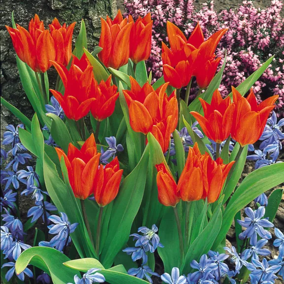 Tulipa Praestans / Csokros tulipán Praestans 10 db (LA)