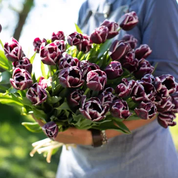 Tulipa Jackpot Triumph / Tulipán Jackpot 8 db (LA)