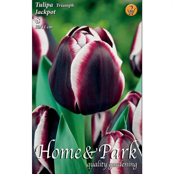 Tulipa Jackpot Triumph / Tulipán Jackpot 8 db (LA)