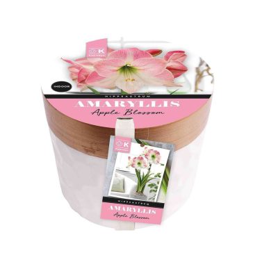   Amarillisz almavirág virághagyma kerámia kaspóval - díszcsomagolásban