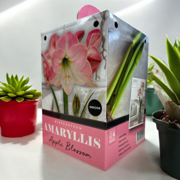 Amarillisz almavirág virághagyma díszdobozban (1 db virághagyma)