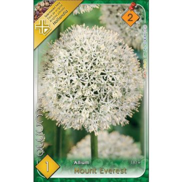 Allium Mount Everest/ Óriás díszhagyma 1 db (LA)