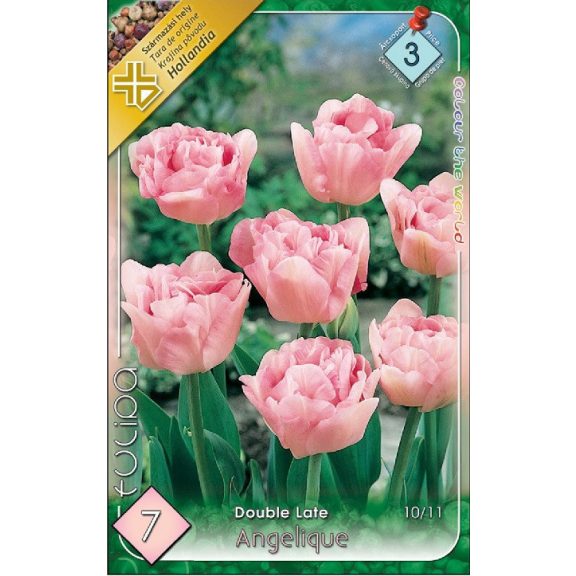 Tulipa Angelique / Teltvirágú késői tulipán 7 db (LA)
