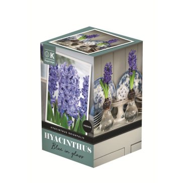   Jácint kék virághagyma üvegvázával - beltérre (1 db virághagyma)