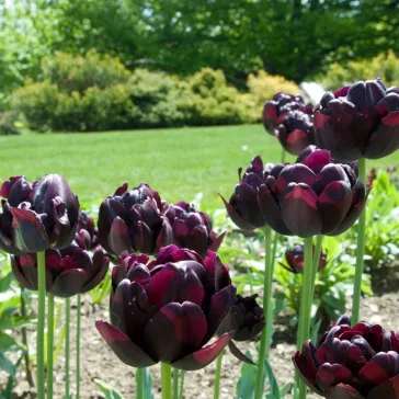 Tulipa Black Hero / Teltvirágú késői tulipán 5 db (LA)