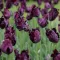 Tulipa Black Parrot / Papagájvirágú tulipán 7 db (LA)