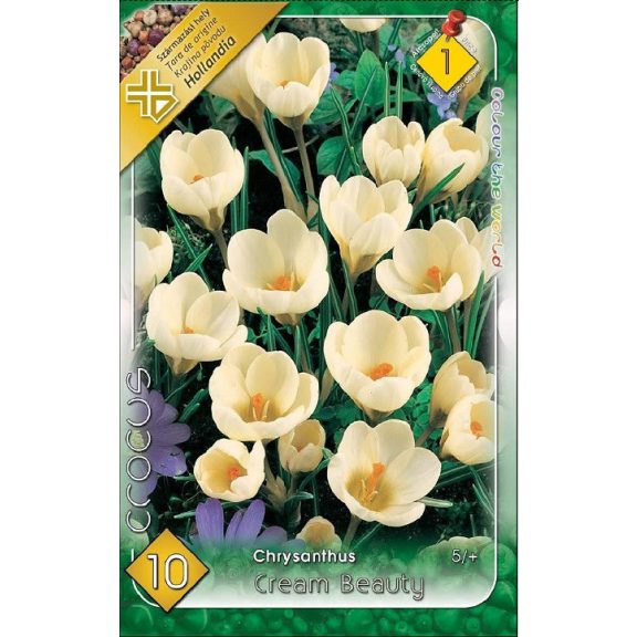 Crocus chrysanthus Cream Beauty /Korai krókusz 10 db (LA)