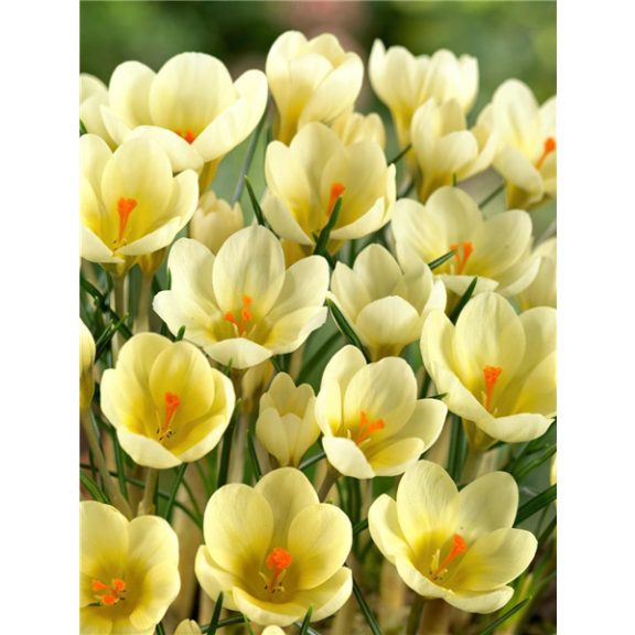 Crocus chrysanthus Cream Beauty /Korai krókusz 10 db (LA)