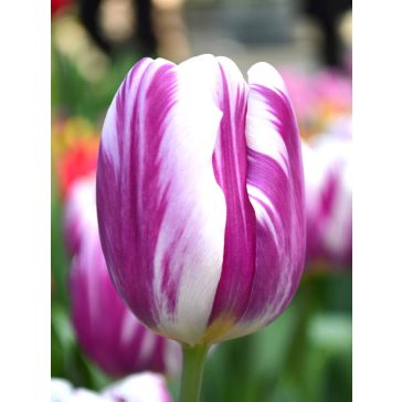 Darabos virághagyma Tulipa Flaming Flags (1 db)