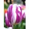 Darabos virághagyma Tulipa Flaming Flags (1 db)