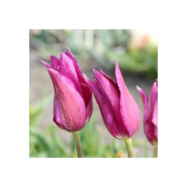 Darabos virághagyma Tulipa Purple dream trió  (1 db)