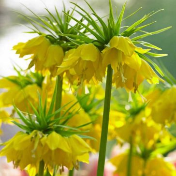   Fritillaria imperialis Maxima Lutea / Császárkorona sárga 1 db (LA)