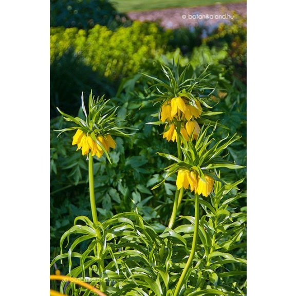 Fritillaria imperialis Maxima Lutea / Császárkorona sárga 1 db (LA)