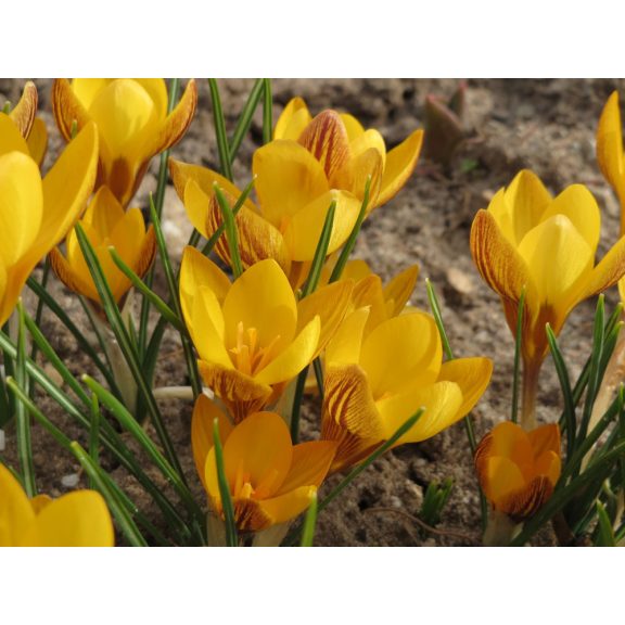 Crocus chrysanthus Fuscotinctus /Korai krókusz 10 db (LA)