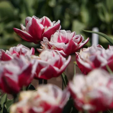   Tulipa Gerbrandt Kieft / Teltvirágú késői tulipán 8 db (LA)