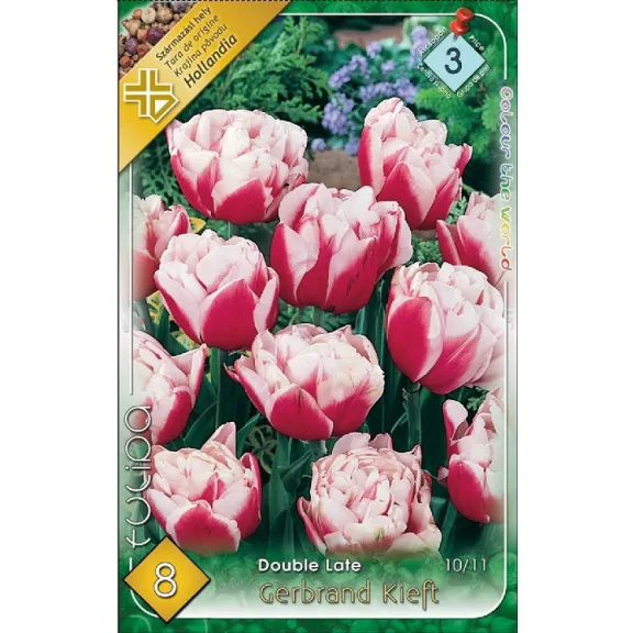 Tulipa Gerbrandt Kieft / Teltvirágú késői tulipán 8 db (LA)