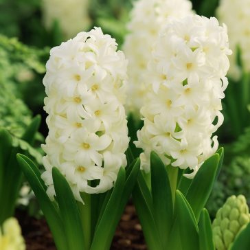 Fehér jácint ‘White Pearl’ - 4 db/csomag