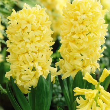 Sárga jácint ‘City of Haarlem’ - 4 db/csomag