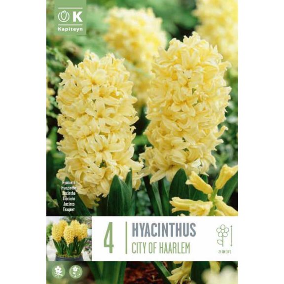 Sárga jácint ‘City of Haarlem’ - 4 db/csomag