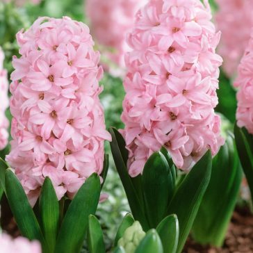 Rózsaszín jácint ‘Fondant’ - 4 db/csomag