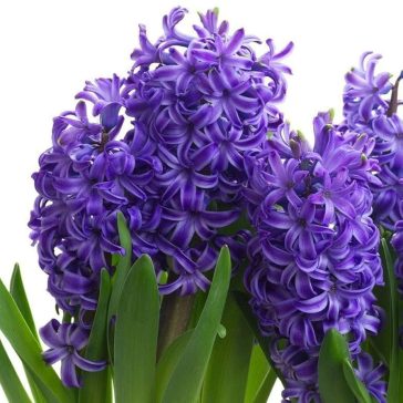 Jácint ‘Peter Stuyvesant’ – 4 db/csomag